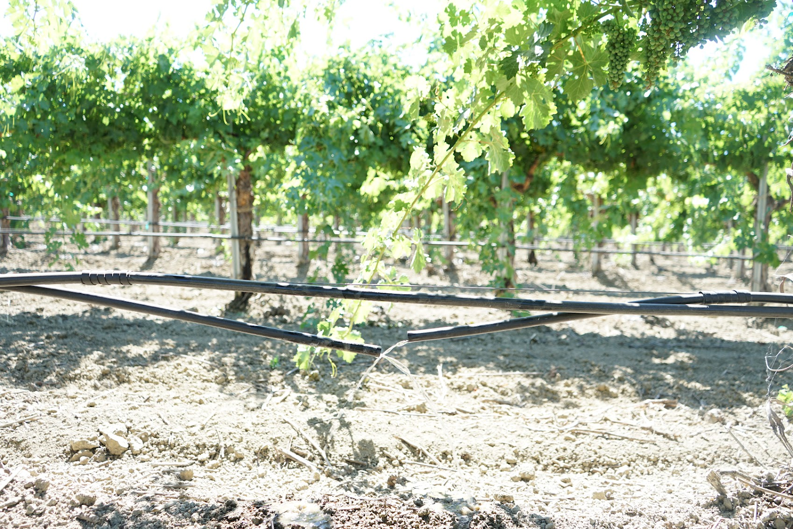 A drip irrigation line that has been split