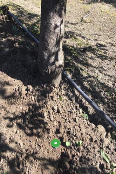 Example Soil Moisture Probe Placement for Orchards